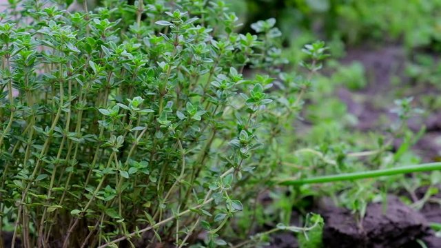 bush of growing thyme with green leaves in the garden, close up