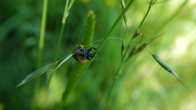 coccinelle acrobate 