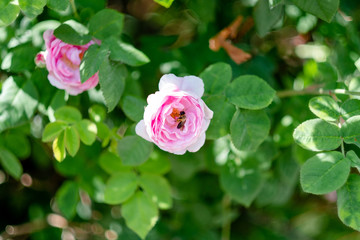 bee on a bush of pink roses