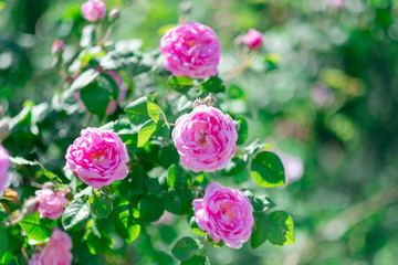 bush of pink roses