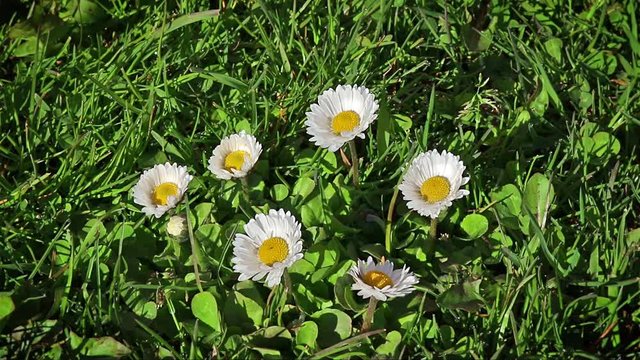 Timelapse white daisy flowers unfold on a green lawn on a sunny day