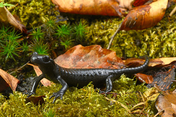 Alpensalamander (Salamandra atra) - Alpine salamander