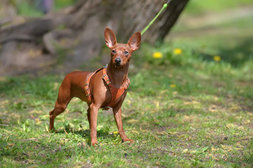 Miniature pinscher with uncut ears in the park