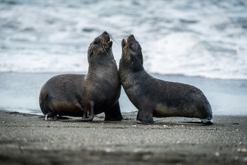 Two Antarctic fur seals playing on beach