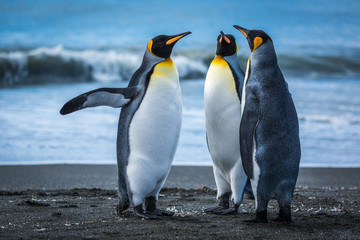 Fototapeta na wymiar Three penguins on beach with surf behind
