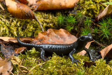 Alpensalamander (Salamandra atra) - Alpine salamander