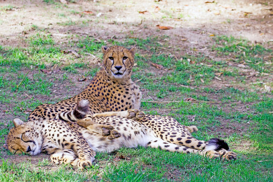 Cheetahs Relaxing On Field