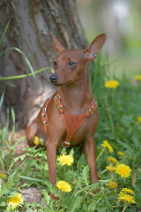 Miniature pinscher with uncut ears in the park