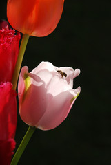Rote Tulpen, Blüten mit Biene vor dunklem Hintergrund