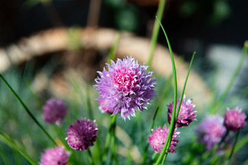 Close up of a purple chive flower with green chive stems