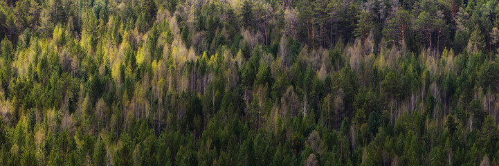 Spring coniferous pine forest background with dry trees, silhouette wood pattern. Wide panorama