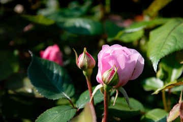 close up a pink rose buds just opening