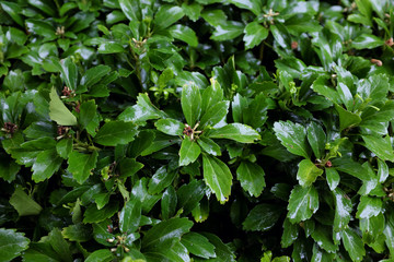 Pachysandra terminalis (Buxaceae), outdoor plants 2020