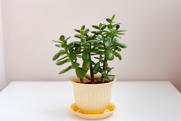 Home plant in a light pot is on the table.Crassula grows at home