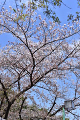 公園で咲く桜