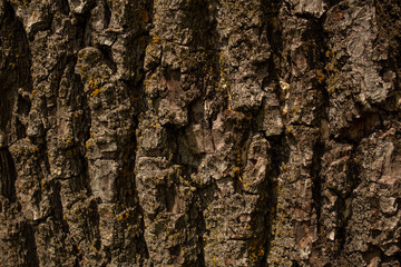 texture of an old tree