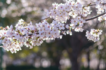 公園で咲く桜