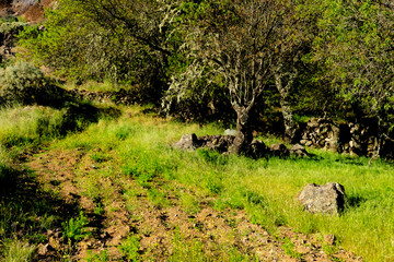 Spring landscape with flowers and vegetation in the Canary Islands