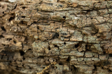texture of wood eaten by termites