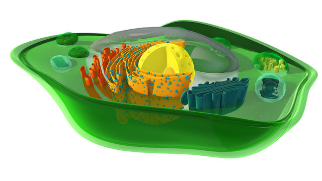 Internal Structure Of A Plant Cell, Including The Cross-section Of A Chloroplast, Nucleus And Mitochondrion, 3D Illustration