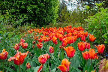 Blooming spring tulips close-up. Wall mural from flowers of tulips. The Botanical Garden in Lodz.
