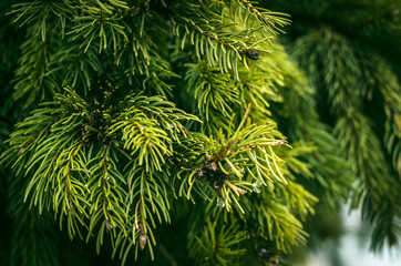 green pine needles