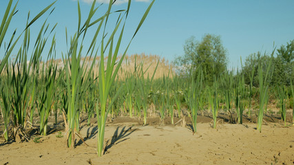 Cracked drought pond lake wetland, swamp very drying up the soil crust earth climate change, environmental disaster and earth cracks very, death for plants and animals, soil dry degradation