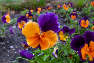 Multi-colored Flower Pansies closeup. Flowers wallpaper