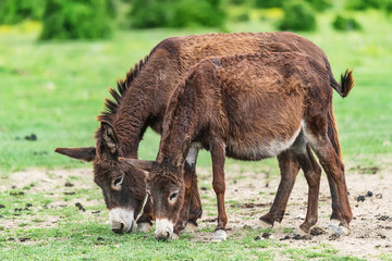 Two cute donkeys eating in the field
