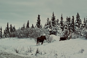 Moose Alce