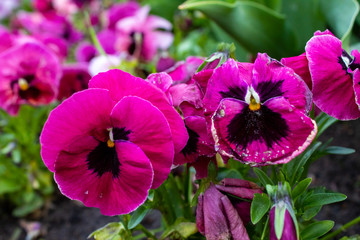 Multi-colored Flower Pansies closeup. Flowers wallpaper