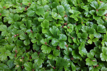 Waldsteinia ternata (Rosaceae), outdoor plants 2020