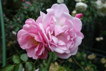 雨の日に咲いたピンクの薔薇の花