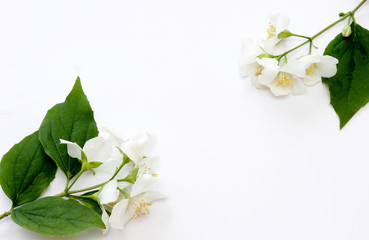 Two branches with jasmine flowers on a white background