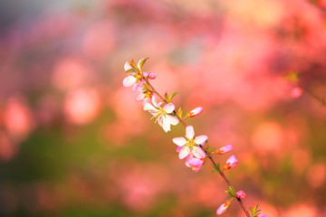 the plum trees bloom, Peach blossoms in bloom