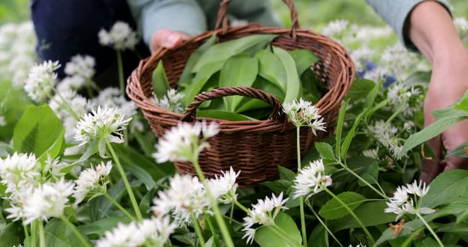 Close Up Of Hand Picking Wild Garlic In Woodland