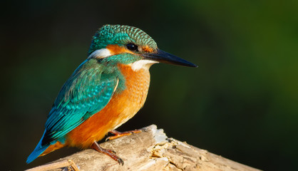 Common kingfisher, Alcedo atthis. In the early morning, a young bird sits on a beautiful branch above the river waiting for fish