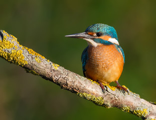 Common kingfisher, Alcedo atthis. In the early morning, a young bird sits on a beautiful branch above the river waiting for fish