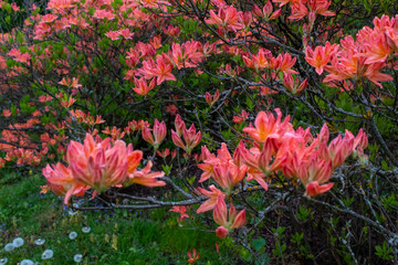 Blossom lilac flowers in spring. Spring blooming lilac tree flowers. 