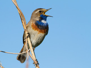 Bluethroat, Luscinia svecica, Cyanecula svecica. Early in the morning the male bird sits on a stalk of a plant and sings.
