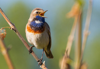 Bluethroat, Luscinia svecica, Cyanecula svecica. Early in the morning the male bird sits on a stalk of a plant and sings.