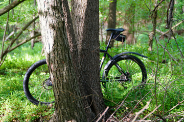 MTB Mountain Bike  im Wald