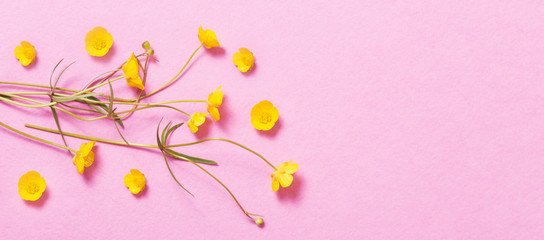 yellow buttercups on pink background