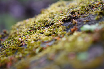 Moos im Wald 