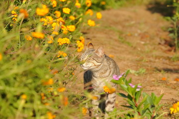 cat sniffs the marigold flowers