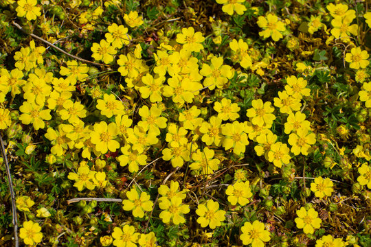 Yellow flowers of creeping cinquefoil as floral background, Potentilla reptans or Kriechende Fingerkraut
