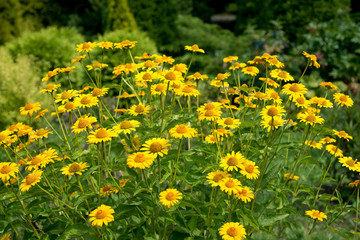 Flowers yellow Heliopsis in the Garden