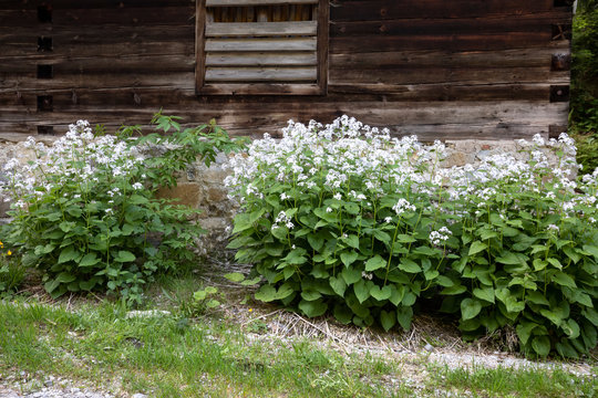 Ausdauerndes Silberblatt (Lunaria rediviva) in voller Blüte