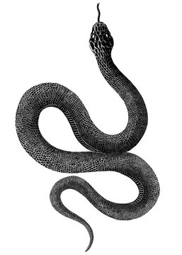 Black snake drawing on white background 