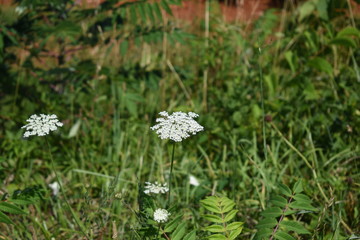 white aster flower